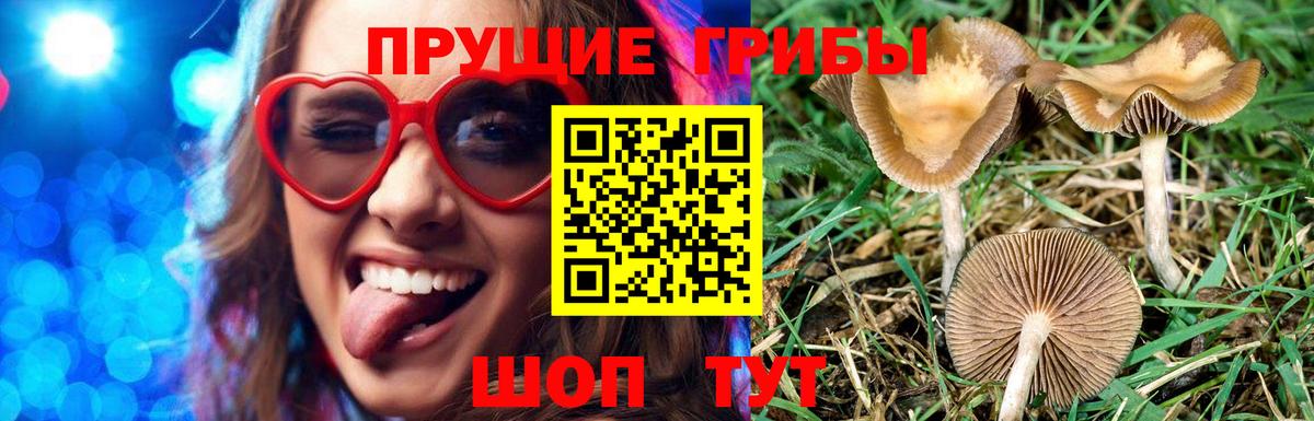 Губкинский  Галлюциногенные грибы прущие грибы  Вход с VPN 